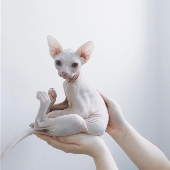 Meet your Posher, Hello - Picture 1 of 1